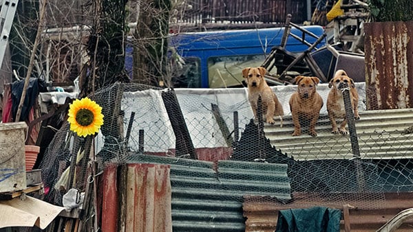 Foto: Predrag Trokicić