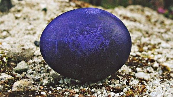 Foto: Predrag Trokicić