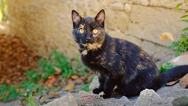 Mačka u džaku, rogovi u vreći