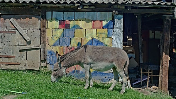 Foto: Predrag Trokicić