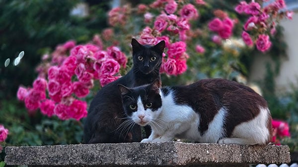Foto: Predrag Trokicić