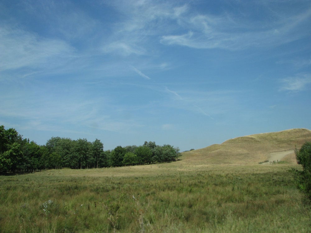 Tipična peščarska dina pod niskom travom, desna obala kanala DTD, 2015.